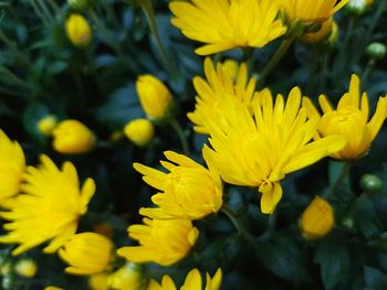 Close-up of yellow flowers blooming outdoors