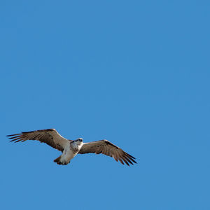 Low angle view of eagle flying in sky