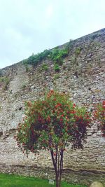 Flowers growing on landscape against sky