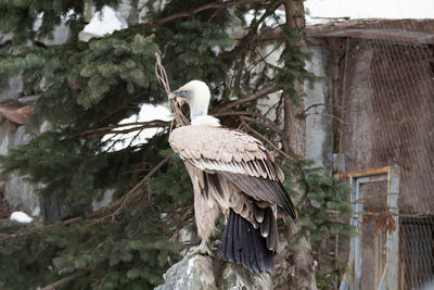 Bird perching on wooden post