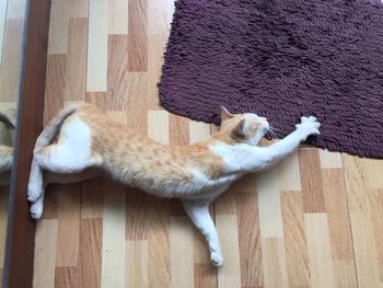 High angle view of cat relaxing on hardwood floor