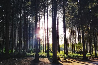 Trees in forest against sky