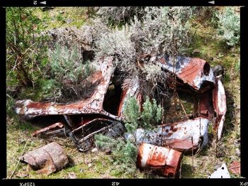 Abandoned building in forest