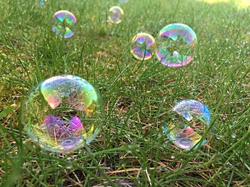 Close-up of grass on grassy field