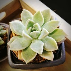 High angle view of succulent plant in bowl on table