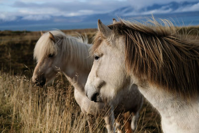 Horses grazing on field