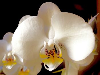 Close-up of white orchids