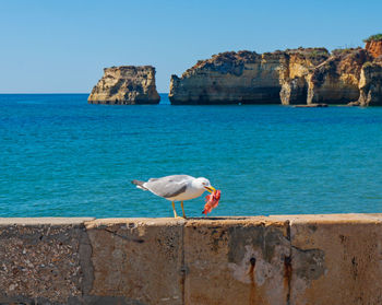 Seagull on rock by sea against sky