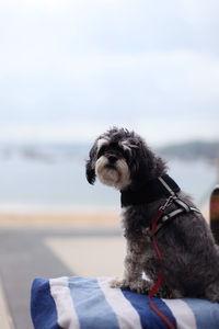 Dog sitting in a water against the sky