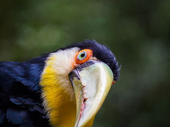 Close-up of bird