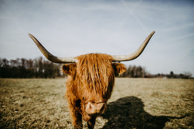 Close up of of a scottish highland cow in a field