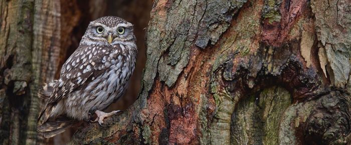 Close-up of bird perching on tree