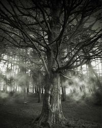 Bare trees against sky