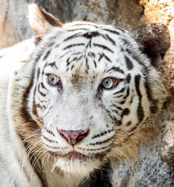 Close-up portrait of a cat