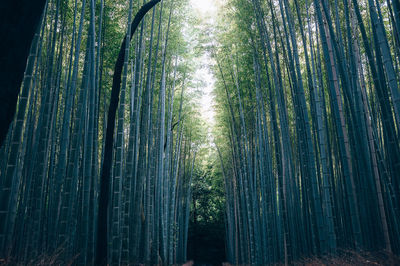 Low angle view of bamboo trees in forest