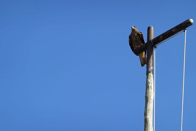 Low angle view of bird perching on wooden post against clear sky