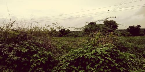 Plants growing on field against sky