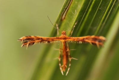 Close-up of insect on leaf