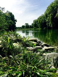 Scenic view of lake in forest against sky