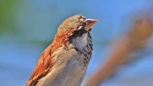 Close-up of bird perching on wall