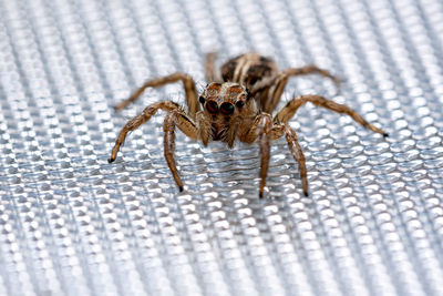 Close-up of spider