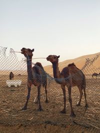 Camels standing on field against clear sky