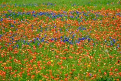 Spring blue bonnets and indian paintbrush flowers