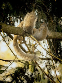 Low angle view of cat on tree