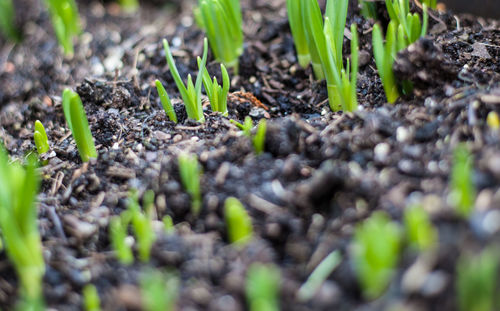 Close-up of grass growing on field