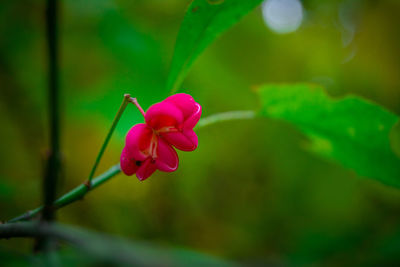 Close-up of pink flowering plant