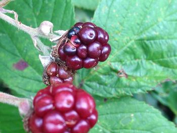 Close-up of red berries