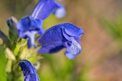 Close-up of purple blue flower