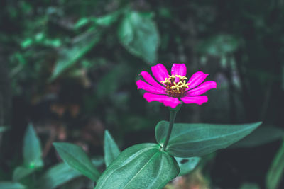 Close-up of pink flower