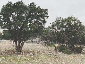 Trees on field against sky