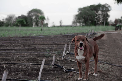 Portrait of dog standing on field