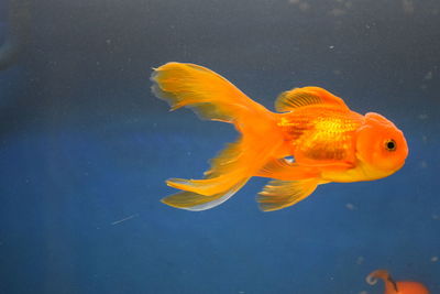 Close-up of fish underwater