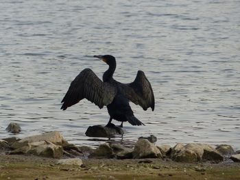 Bird flying over lake