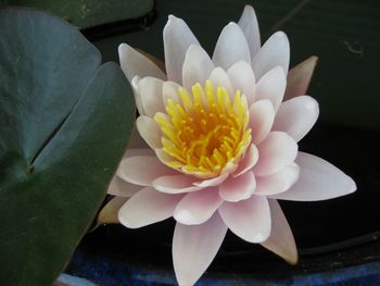 Close-up of white flower