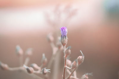 Close-up of pink flower buds