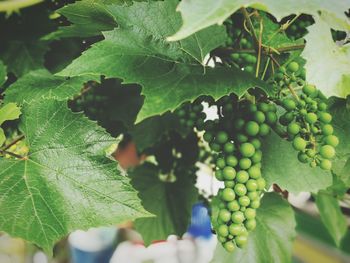 Close-up of grapes growing outdoors