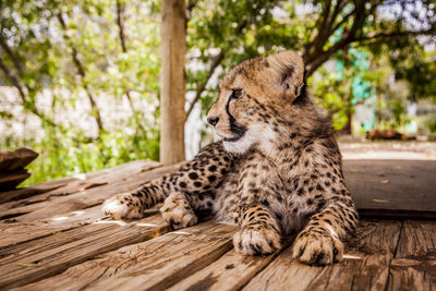 Close-up of tiger sitting on wood