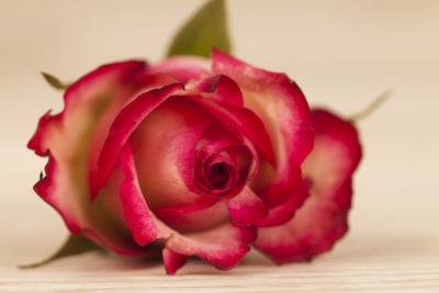 Close-up of pink rose