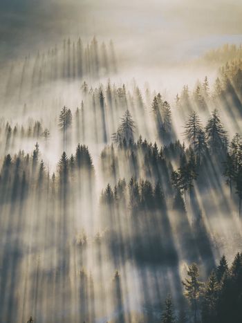 Panoramic view of trees in forest against sky