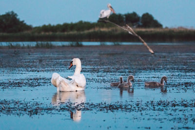 Swan swimming in lake