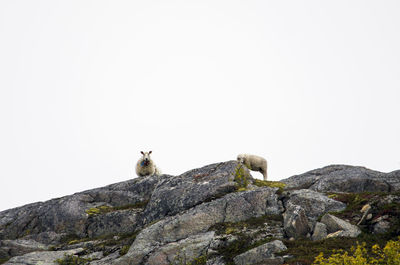 Sheep on rock against clear sky