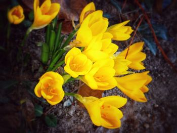 High angle view of yellow flowering plant on field