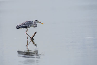 High angle view of gray heron on lake