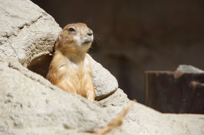 Close-up of prairie dog