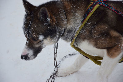 Close-up of dog on snow covered field