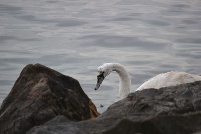 Swan swimming in lake